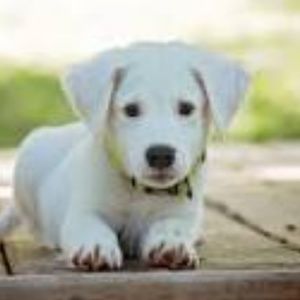 Meet your Posher, Simon